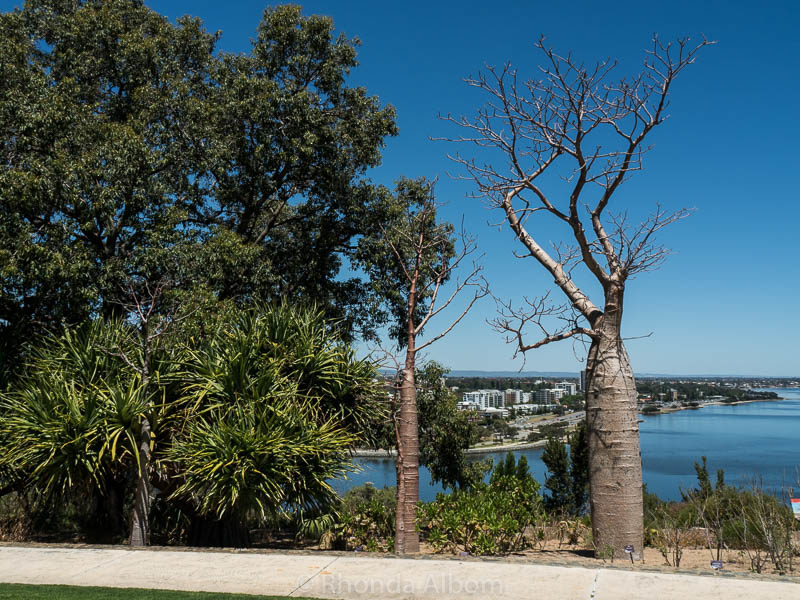 Boab Tree in Kings Park and Botanic Gardens in Perth Australia