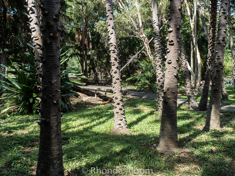 George Brown Botanic Gardens in Darwin Australia