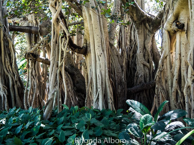 Brisbane in a Day: Our Cruise Port Visit