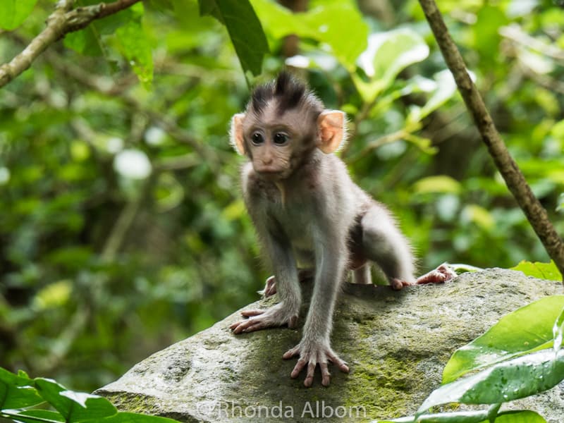 Exotic Bali in a Day: Rice Terraces, Monkeys, Temples and More | Albom