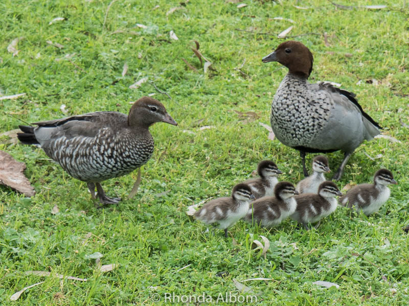 Aww. We had to stop to enjoy these ducks and ducklings in Halls Gap.