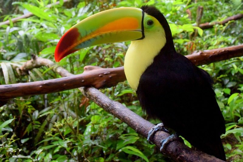 wild republic toucan