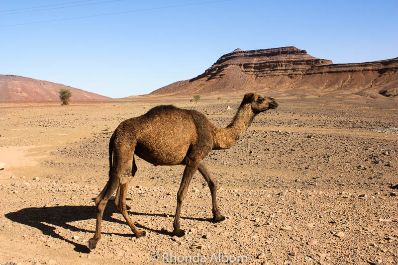 Colors of the Sahara Desert: A Travel Photography Exposé