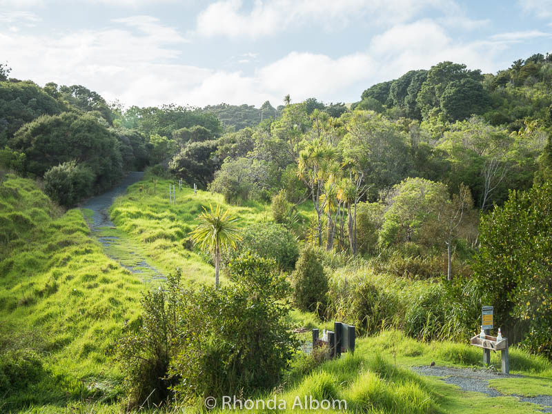 Waterfall Gully: A Hike Through Shakespear Park in New Zealand | Albom ...