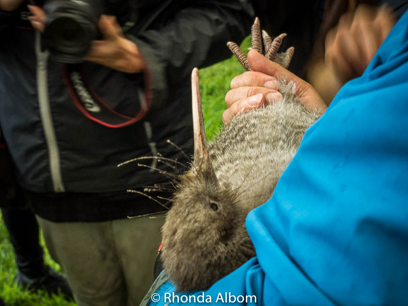 Kiwi held by a ranger, ready for release in Shakespear Park.