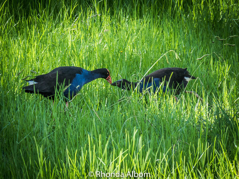 Pukeko and chick in New Zealand