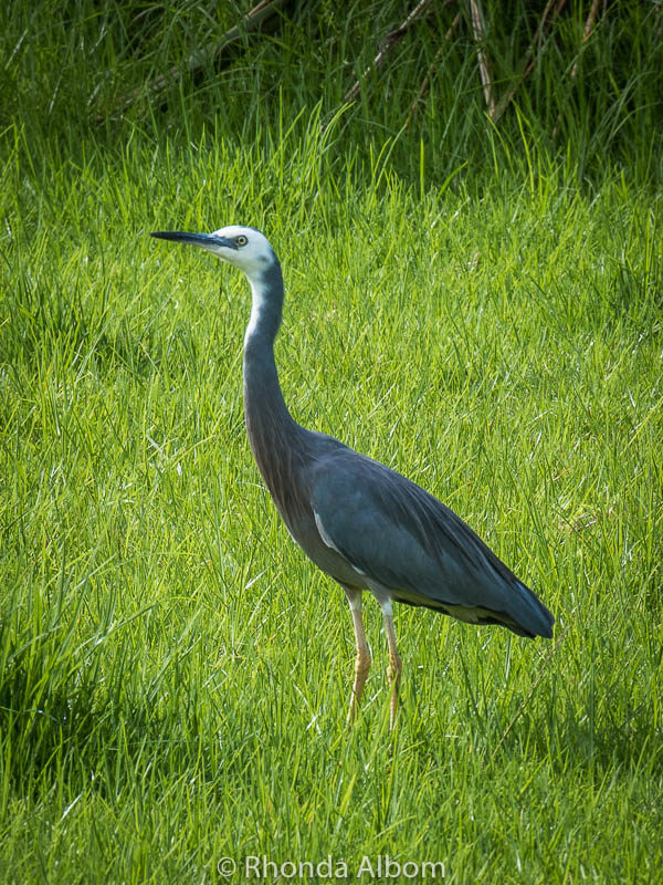 White Faced Heron in New Zealand