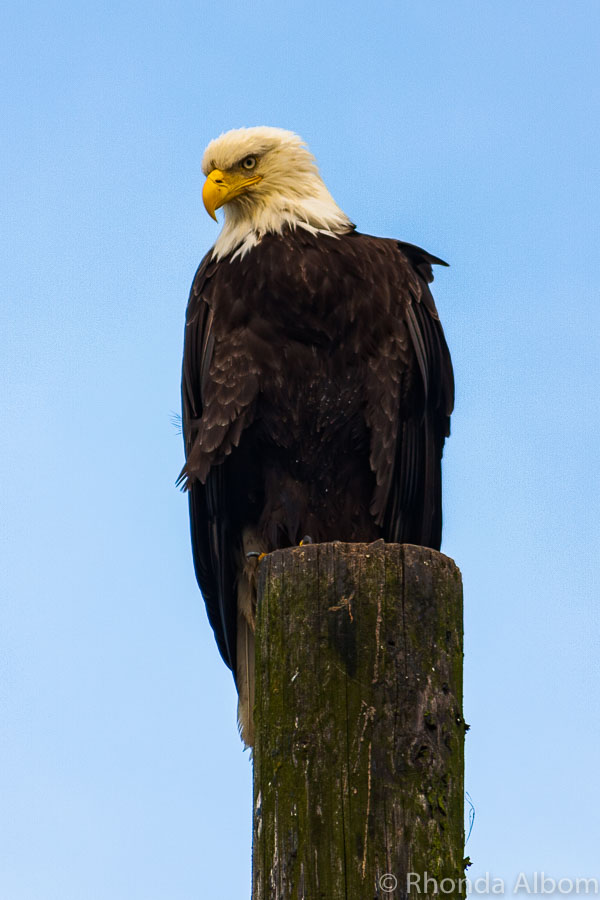 Juneau Whale Watching and More Amazing Cruise Port Ideas