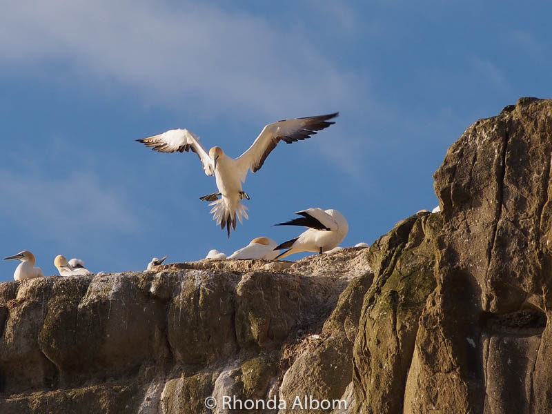 Gannets on the cliff over Muriwai Beach in Auckland New Zealand