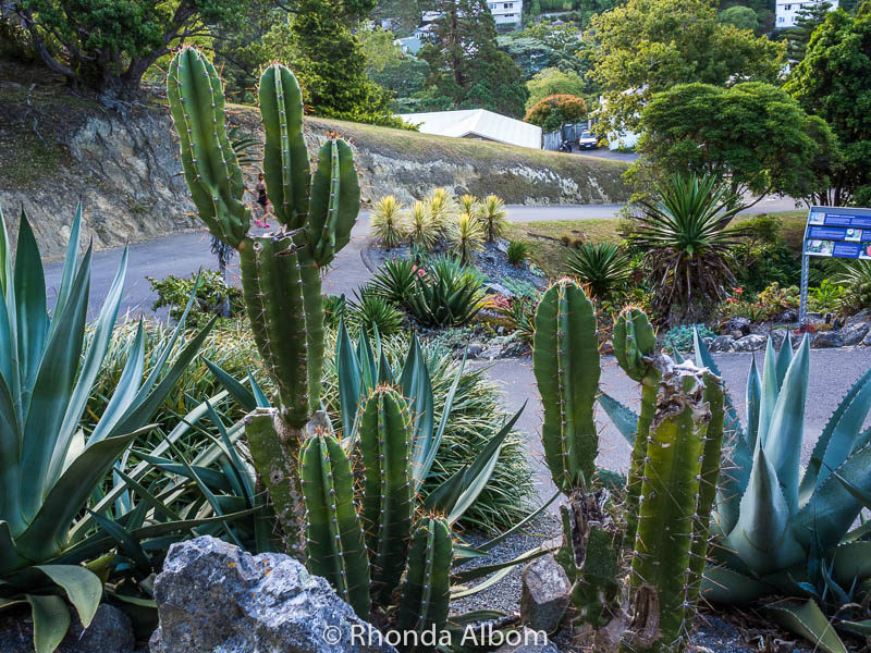 A stroll through the Botanic Gardens is one of my favourite Wellington activities in the capital of New Zealand