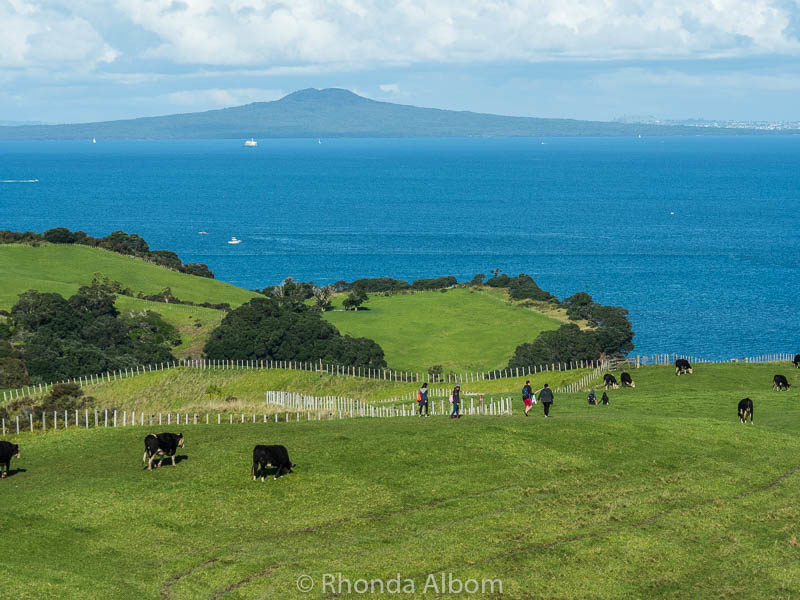 Shakespear Park with Rangitoto Island in the background