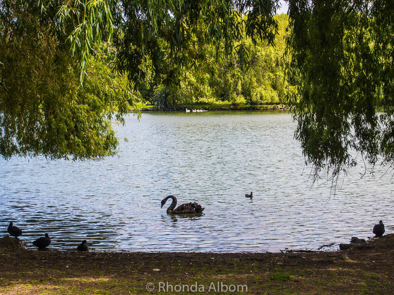 Watching the black swans at Western Springs Park in New Zealand