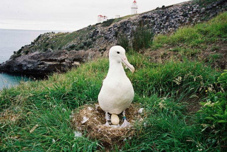 Royal Albatross Centre: We Saw Tiny Penguins and Huge Seabirds