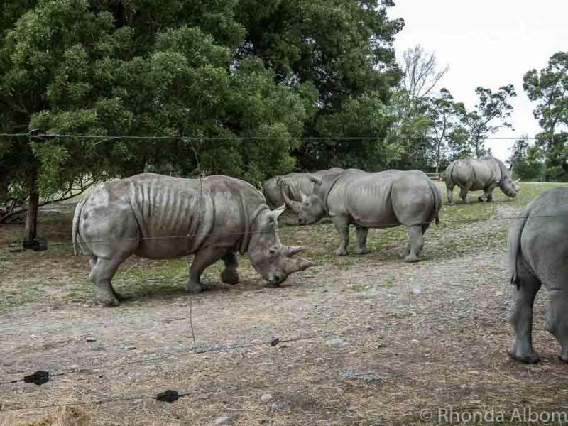 Christchurch Zoo - Orana Park's Incredible Wildlife Encounters