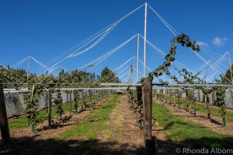 Kiwifruit Country Behind The Scenes At A New Zealand Kiwi Fruit Farm