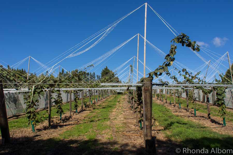 Kiwifruit Country: Behind The Scenes At A New Zealand Kiwi Fruit Farm