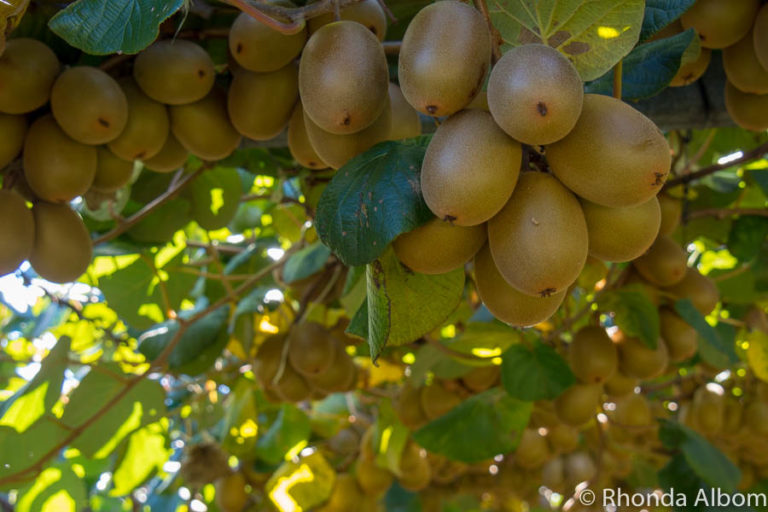 Kiwifruit Country: Behind the Scenes at a New Zealand Kiwi Fruit Farm