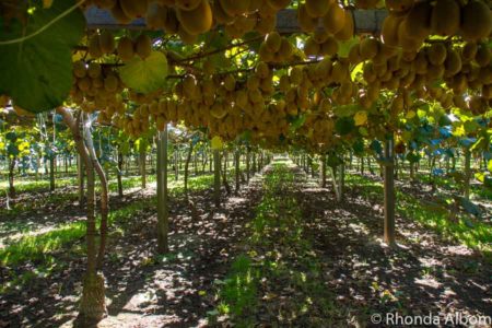 Kiwifruit Country: Behind The Scenes At A New Zealand Kiwi Fruit Farm