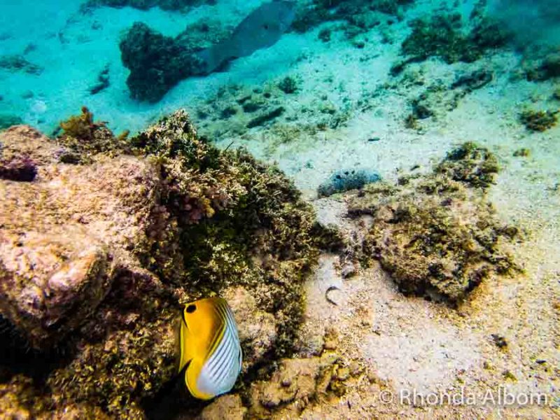 Snorkelling off a Rarotanga Beach in the Cook Islands