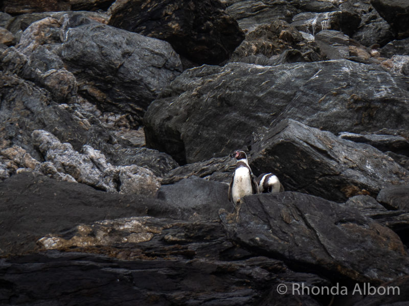 Humboldt Penguins on Isla Choros near Isla Damas