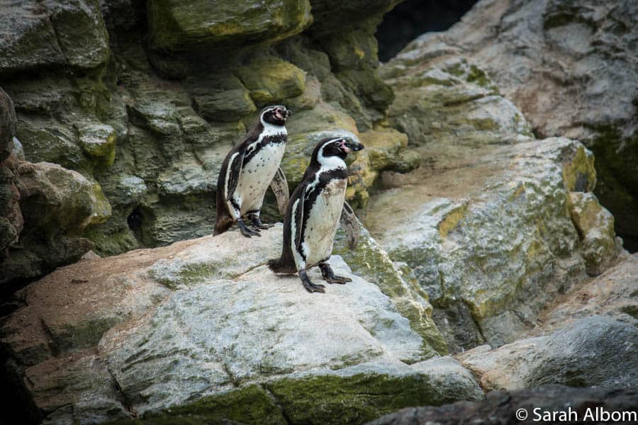 Humboldt Penguins on Isla Choros, Chile