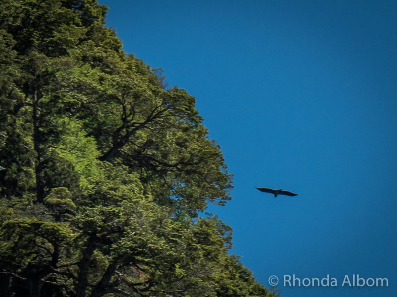 Condor soaring over Lago Frias in Argentina on Cruce Andino