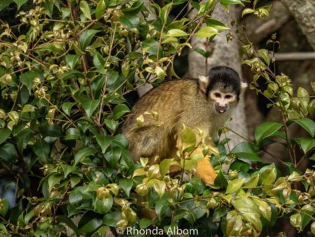 Eco-friendly Auckland Zoo Animals and Conservation Success