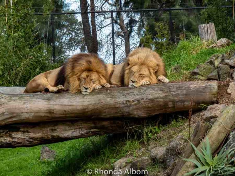 Eco-friendly Auckland Zoo Animals Makes a Great Family Outing