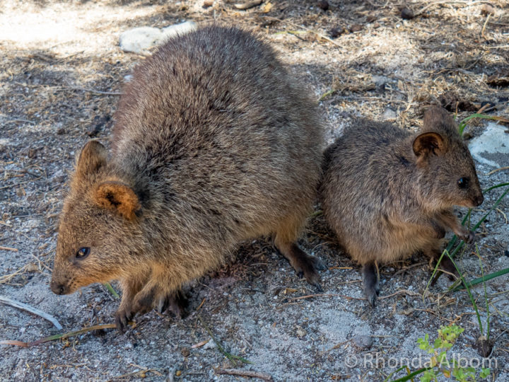 16 Dangerous to Adorable Australian Animals We Have Spotted