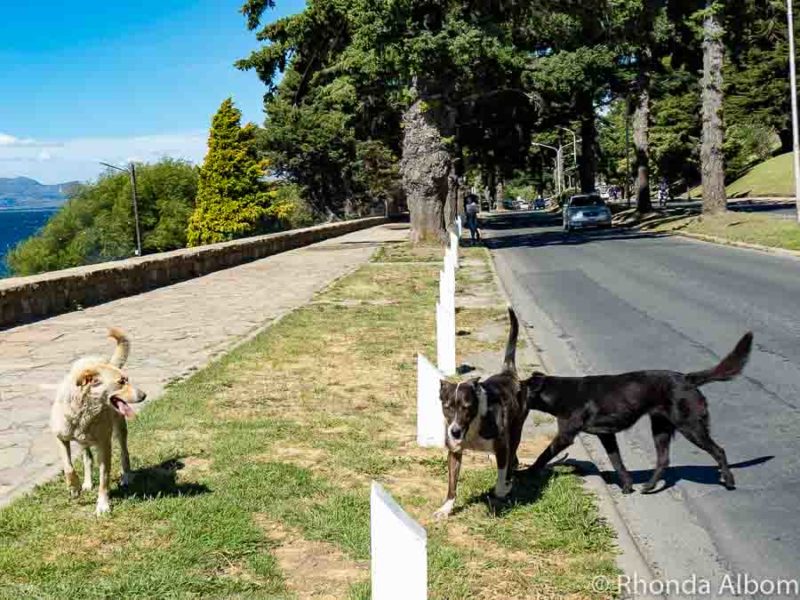 Knowing that there are stray dogs like these three is one of the many Argentina travel tips