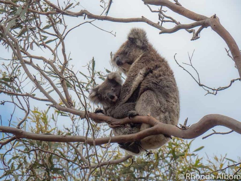 Koala and joey seen in trees on Kangaroo Island, Australia.