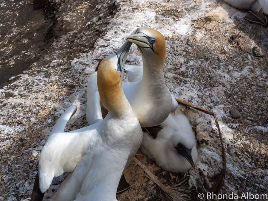 Two adult Muriwai Beach gannets touching beaks