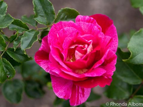 See Parnell Rose Gardens in Bloom in Auckland New Zealand