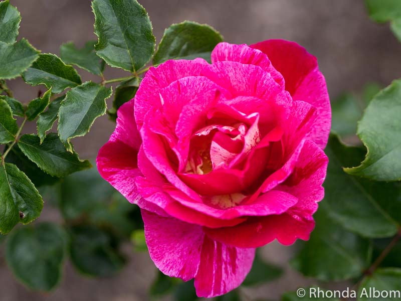 Parnell Rose Gardens: An In-bloom Visual Tour In Auckland New Zealand