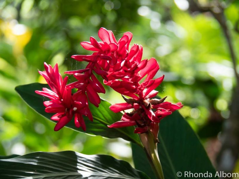 Bright red flower at Maire Nui Gardens