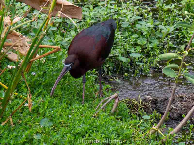 Wakodahatchee Wetlands Birds, Alligators And Native Bush In Florida