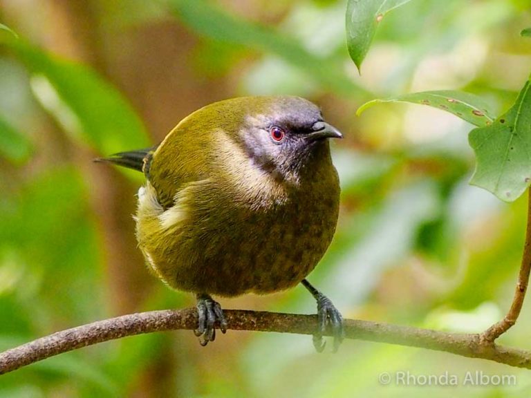 Tiritiri Matangi Island: How to See Rare and Endangered Birds in Auckland