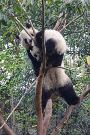 Chengdu Itinerary: See Pandas, Opera, Hot Pot, Giant Buddha