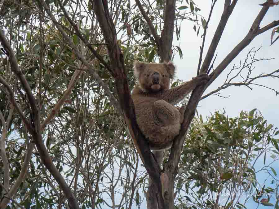 Koalas seen in trees on Kangaroo Island, one of the best Adelaide day trips in Australia