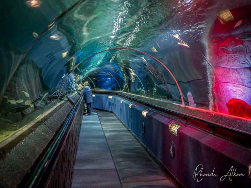 Shark tunnel inside SEA LIFE Kelly Tarlton's in Auckland New Zealand