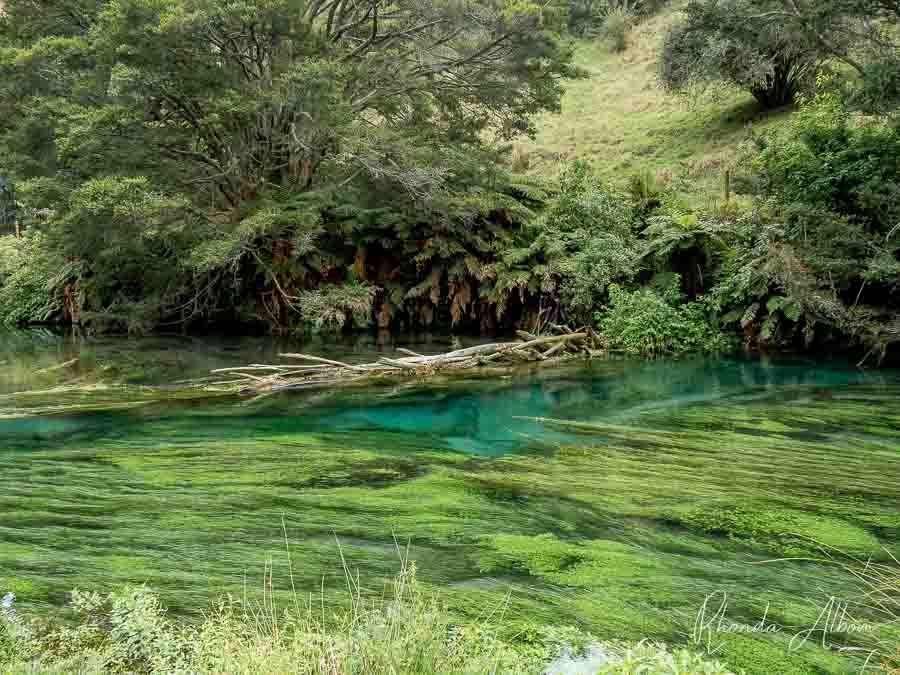 Blue Spring Putaruru: Enjoy Crystal Clear Water Along Te Waihou Walkway