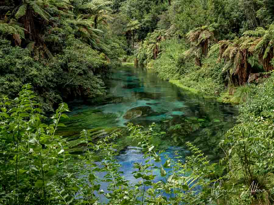 Blue Spring Putaruru: Enjoy Crystal Clear Water Along Te Waihou Walkway