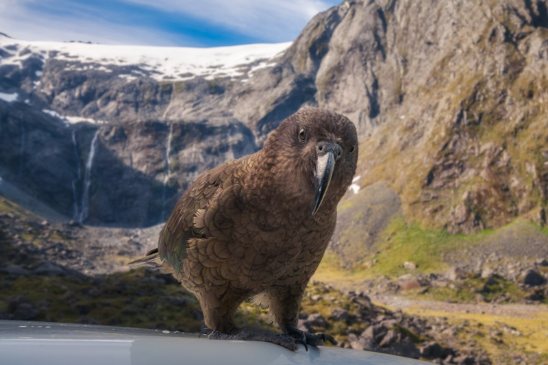 Kea, the inquisitive New Zealand native parrot on top of a car at Mount Talbot on Milford highway, close to Homer Tunnel in Fiordland National Park, New Zealand, South Island.