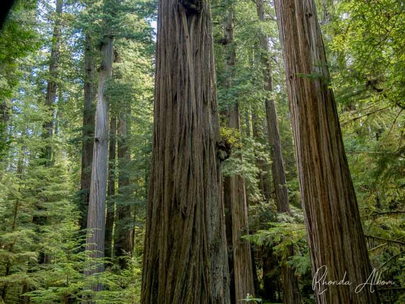 Giant Redwood Trees of California Put Life in Perspective