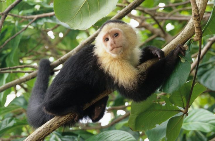 Costa Rica capuchin Depositphotos 22743981 L