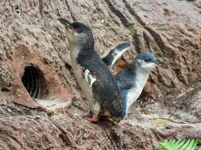 18 Places To See Penguins In New Zealand