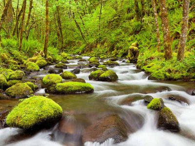 Gorton Creek through lush rainforest tin he Columbia River Gorge is one of the great Portland day trips.