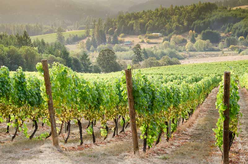 A vineyard in Oregon's Willamette Valley wine country overlooks the coast range valley below with another vineyard in the distance.