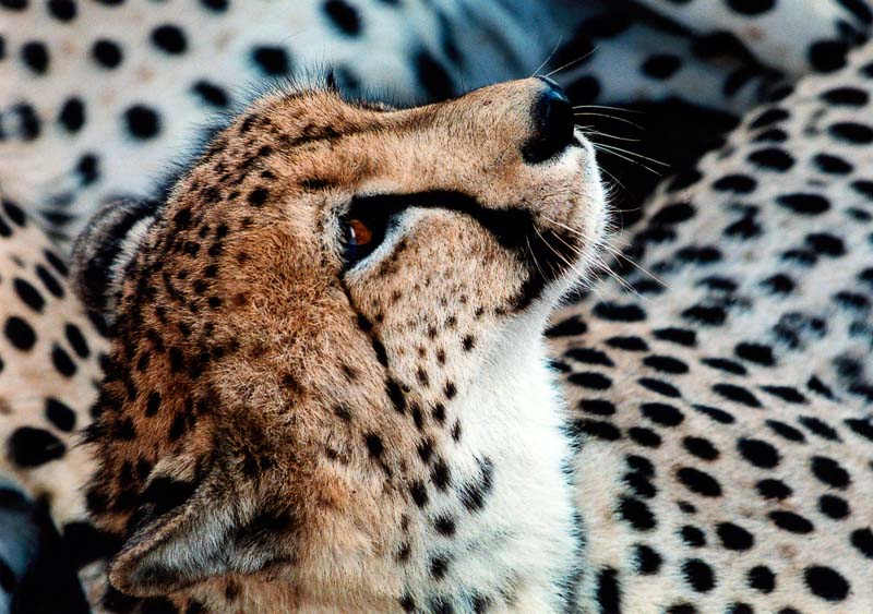 3 year old hand reared Cheetah looking trustingly up at his keeper – Monarto Zoological Park, South Australia