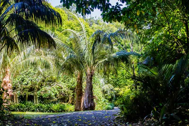 9 Best New Zealand Gardens Relax In Botanic Bliss